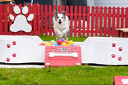 Nissan presenta Pet Park, espacio exclusivo para mascotas en su vitrina en Chía 